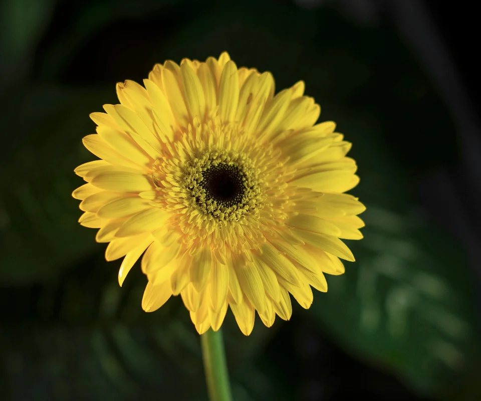 Healthy Grain Discount Ongkir 10K